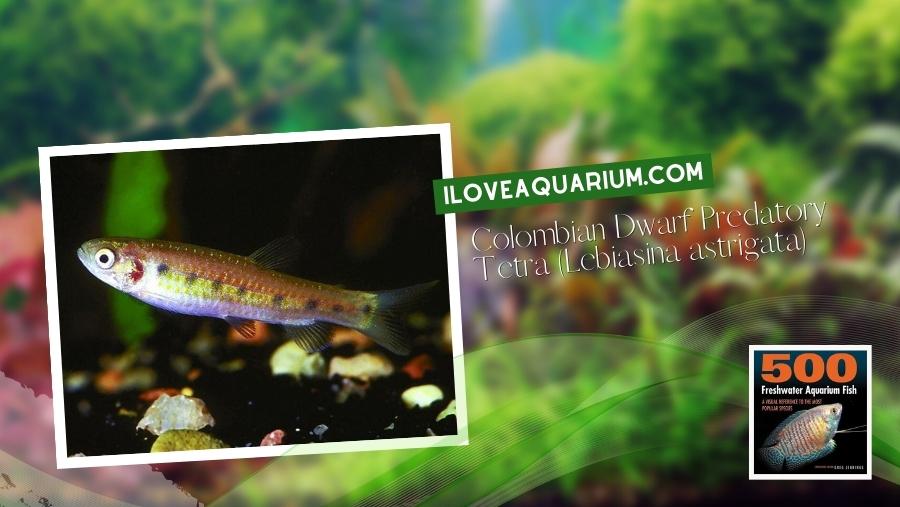 Ebook freshwater aquarium fish CHARACOIDS Colombian Dwarf Predatory Tetra Lebiasina astrigata