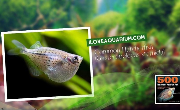 Ebook freshwater aquarium fish CHARACOIDS Common Hatchetfish Gasteropelecus sternicla
