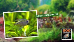 Ebook freshwater aquarium fish CHARACOIDS Diamond Tetra Moenkhausia pittieri