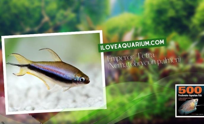 Ebook freshwater aquarium fish CHARACOIDS Emperor Tetra Nematobrycon palmeri