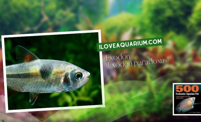 Ebook freshwater aquarium fish CHARACOIDS Exodon Exodon paradoxus