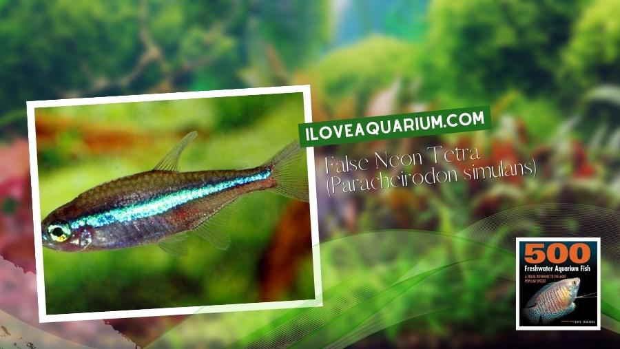 Ebook freshwater aquarium fish CHARACOIDS False Neon Tetra Paracheirodon simulans