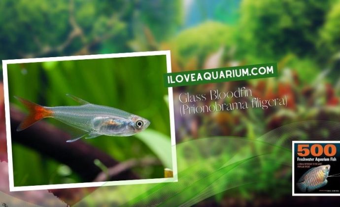 Ebook freshwater aquarium fish CHARACOIDS Glass Bloodfin Prionobrama filigera