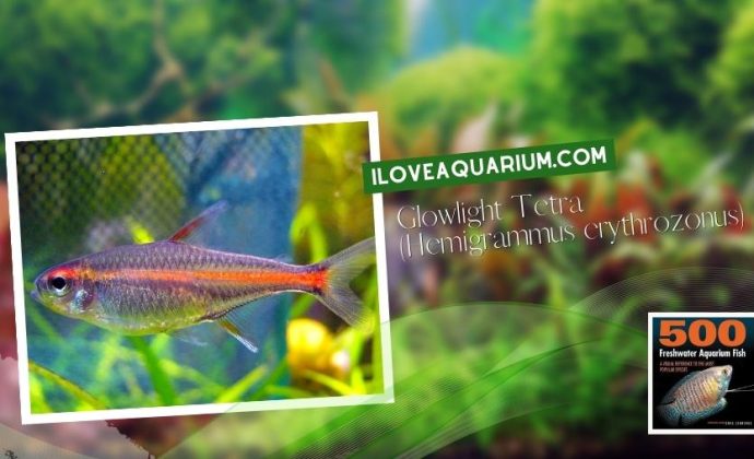 Ebook freshwater aquarium fish CHARACOIDS Glowlight Tetra Hemigrammus erythrozonus
