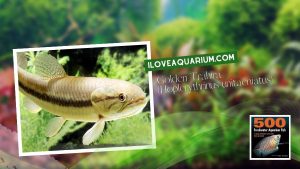 Ebook freshwater aquarium fish CHARACOIDS Golden Trahira Hoplerythrinus unitaeniatus