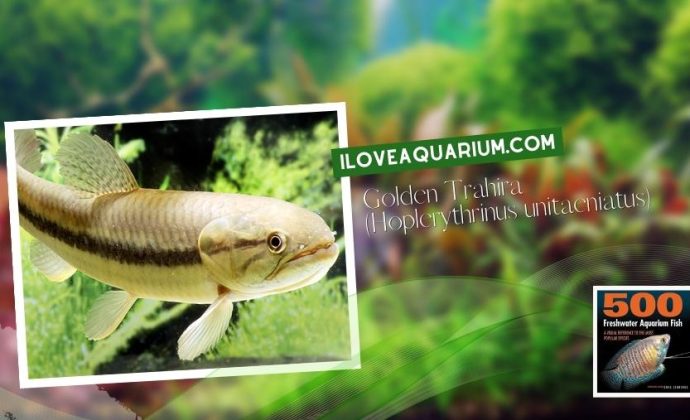 Ebook freshwater aquarium fish CHARACOIDS Golden Trahira Hoplerythrinus unitaeniatus