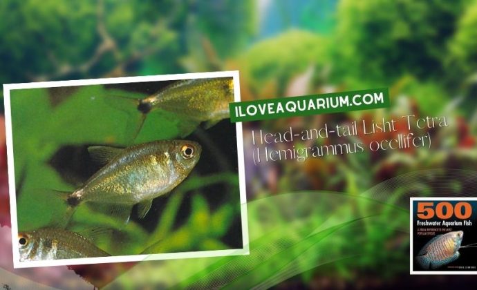 Ebook freshwater aquarium fish CHARACOIDS Head and tail Light Tetra Hemigrammus ocellifer