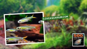 Ebook freshwater aquarium fish CHARACOIDS Jelly Bean Tetra Ladigesia roloffi
