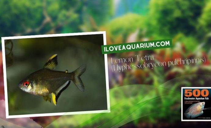 Ebook freshwater aquarium fish CHARACOIDS Lemon Tetra Hyphessobrycon pulchripinnis