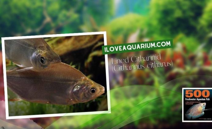 Ebook freshwater aquarium fish CHARACOIDS Lined Citharinid Citharinus citharus