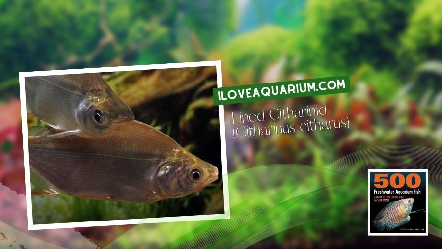 Ebook freshwater aquarium fish CHARACOIDS Lined Citharinid Citharinus citharus