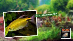 Ebook freshwater aquarium fish CHARACOIDS Long finned Characin Brycinus longipinnis