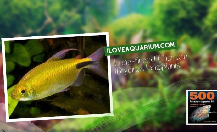 Ebook freshwater aquarium fish CHARACOIDS Long finned Characin Brycinus longipinnis