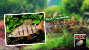 Ebook freshwater aquarium fish CHARACOIDS Long nosed Distichodus Distichodus lusosso