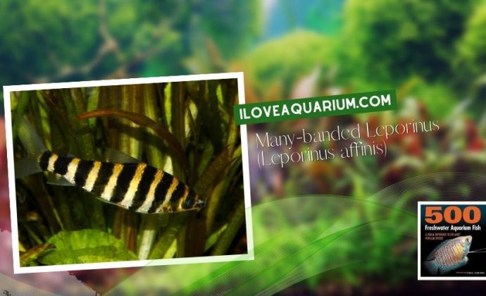 Ebook freshwater aquarium fish CHARACOIDS Many banded Leporinus Leporinus affinis