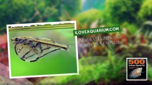 Ebook freshwater aquarium fish CHARACOIDS Marbled Hatchetfish Carnegiella strigata