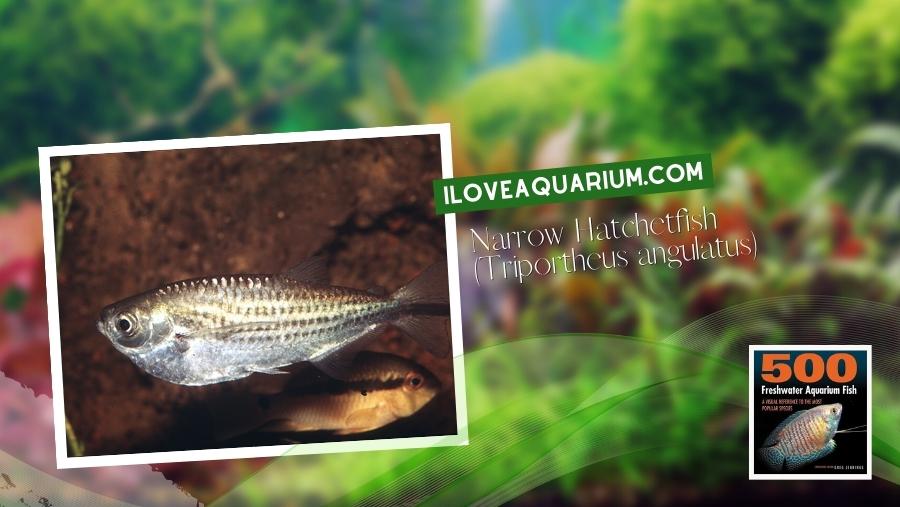 Ebook freshwater aquarium fish CHARACOIDS Narrow Hatchetfish Triportheus angulatus