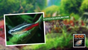 Ebook freshwater aquarium fish CHARACOIDS Neon Tetra Paracheirodon innesi