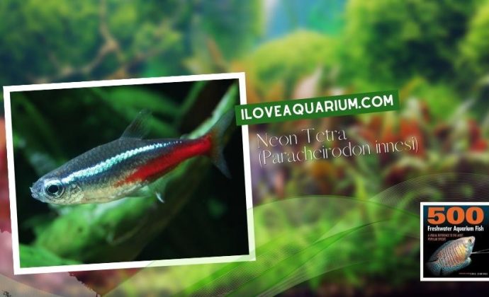 Ebook freshwater aquarium fish CHARACOIDS Neon Tetra Paracheirodon innesi