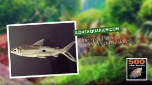 Ebook freshwater aquarium fish CHARACOIDS One spot Hemiodus Hemiodus unimaculatus