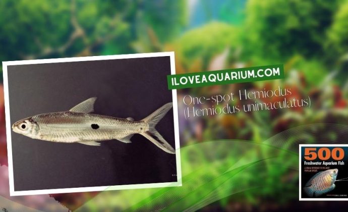 Ebook freshwater aquarium fish CHARACOIDS One spot Hemiodus Hemiodus unimaculatus