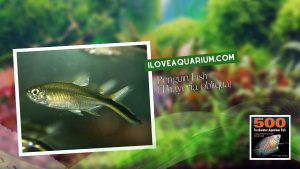 Ebook freshwater aquarium fish CHARACOIDS Penguin Fish Thayeria obliqua