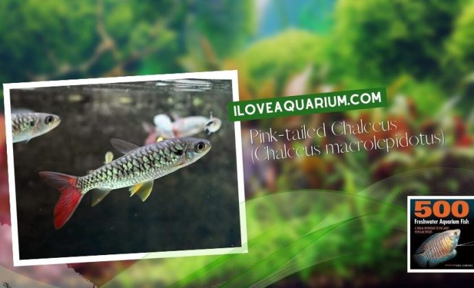 Ebook freshwater aquarium fish CHARACOIDS Pink tailed Chalceus Chalceus macrolepidotus