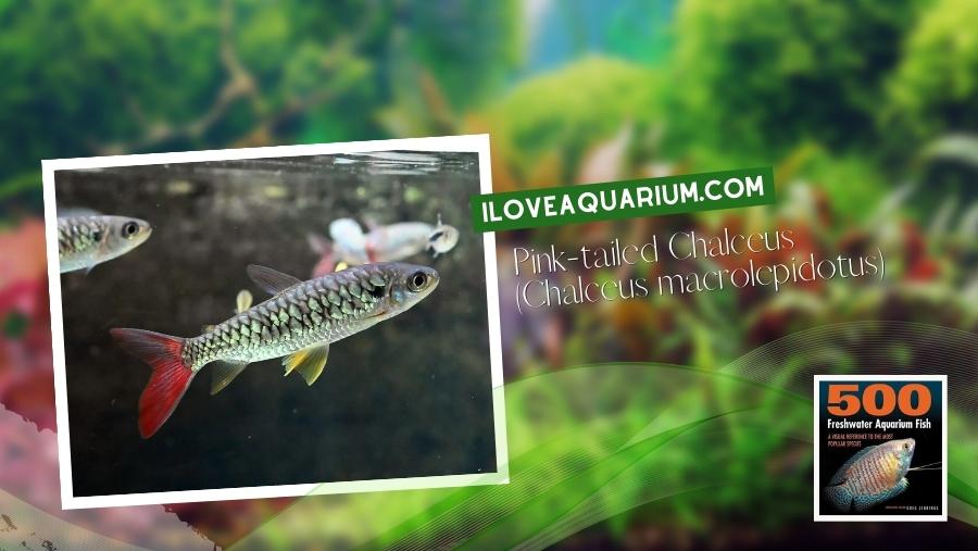 Ebook freshwater aquarium fish CHARACOIDS Pink tailed Chalceus Chalceus macrolepidotus