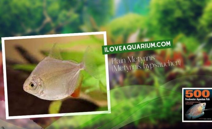 Ebook freshwater aquarium fish CHARACOIDS Plain Metynnis Metynnis hypsauchen