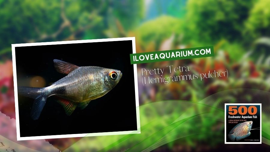 Ebook freshwater aquarium fish CHARACOIDS Pretty Tetra Hemigrammus pulcher