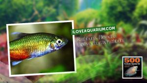 Ebook freshwater aquarium fish CHARACOIDS Rathbuns Bloodfin Aphyocharax rathbuni