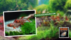 Ebook freshwater aquarium fish CHARACOIDS Red Phantom Tetra Megalamphodus sweglesi