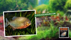 Ebook freshwater aquarium fish CHARACOIDS Red bellied Piranha Pygocentrus nattereri