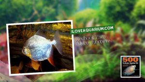 Ebook freshwater aquarium fish CHARACOIDS Redhook Pacu Myleus rubripinnis
