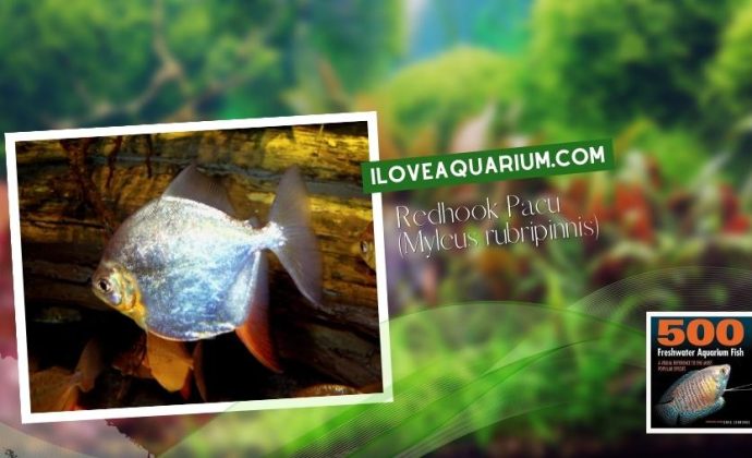 Ebook freshwater aquarium fish CHARACOIDS Redhook Pacu Myleus rubripinnis