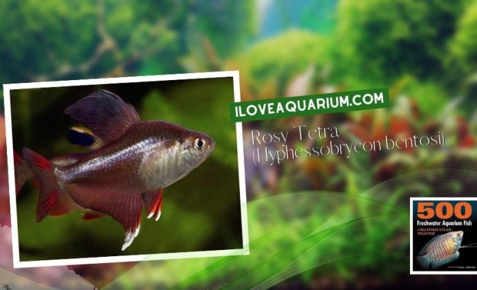 Ebook freshwater aquarium fish CHARACOIDS Rosy Tetra Hyphessobrycon bentosi