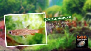 Ebook freshwater aquarium fish CHARACOIDS Short lined Fyrrhulina Pyrrhulina brevis