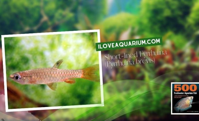 Ebook freshwater aquarium fish CHARACOIDS Short lined Fyrrhulina Pyrrhulina brevis