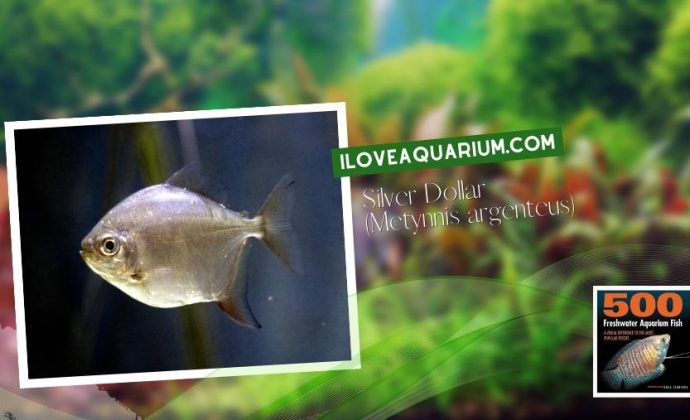 Ebook freshwater aquarium fish CHARACOIDS Silver Dollar Metynnis argenteus