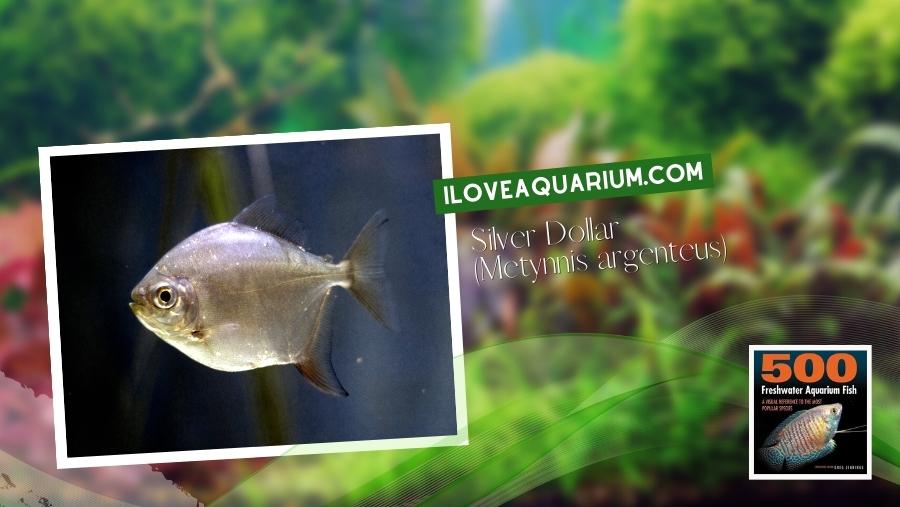 Ebook freshwater aquarium fish CHARACOIDS Silver Dollar Metynnis argenteus