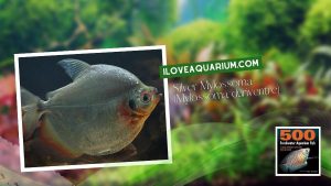 Ebook freshwater aquarium fish CHARACOIDS Silver Mylossoma Mylossoma duriventre