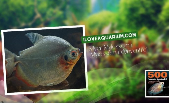 Ebook freshwater aquarium fish CHARACOIDS Silver Mylossoma Mylossoma duriventre