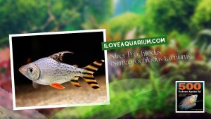 Ebook freshwater aquarium fish CHARACOIDS Silver Prochilodus Semaprochilodus taeniurus