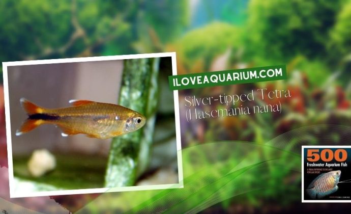 Ebook freshwater aquarium fish CHARACOIDS Silver tipped Tetra Hasemania nana
