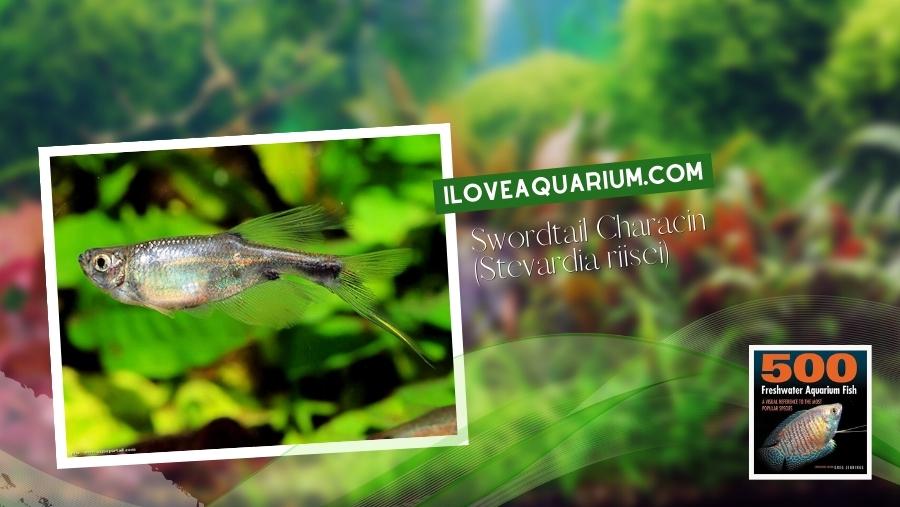 Ebook freshwater aquarium fish CHARACOIDS Swordtail Characin Stevardia riisei