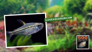 Ebook freshwater aquarium fish CHARACOIDS Ulreys Tetra Hemigrammus ulreyi