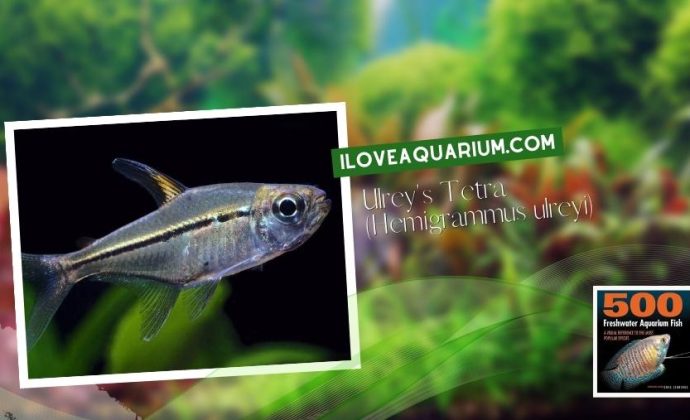 Ebook freshwater aquarium fish CHARACOIDS Ulreys Tetra Hemigrammus ulreyi