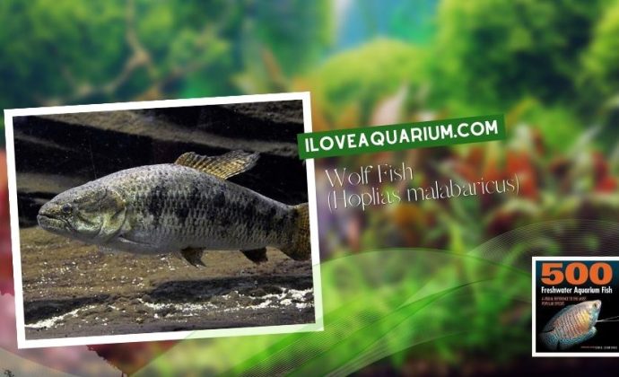 Ebook freshwater aquarium fish CHARACOIDS Wolf Fish Hoplias malabaricus