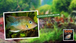 Ebook freshwater aquarium fish CICHLIDS Aureum Cichlid Thorichthys aureus