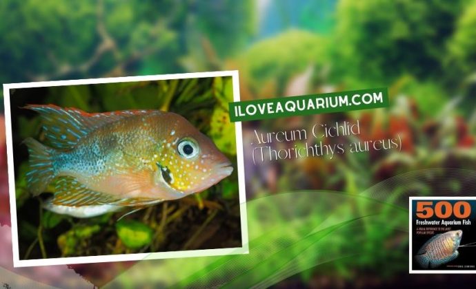 Ebook freshwater aquarium fish CICHLIDS Aureum Cichlid Thorichthys aureus